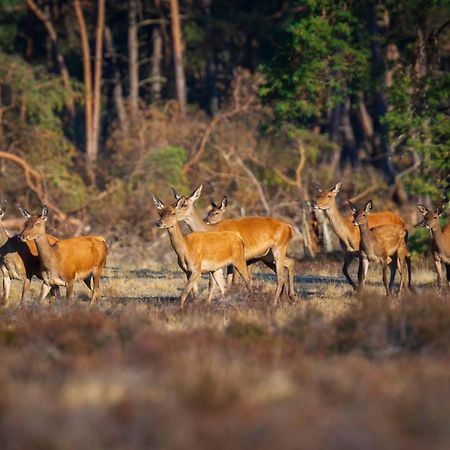 Willa Omheind Chalet Met Prive Hottub. Op De Veluwe Voorthuizen Zewnętrze zdjęcie