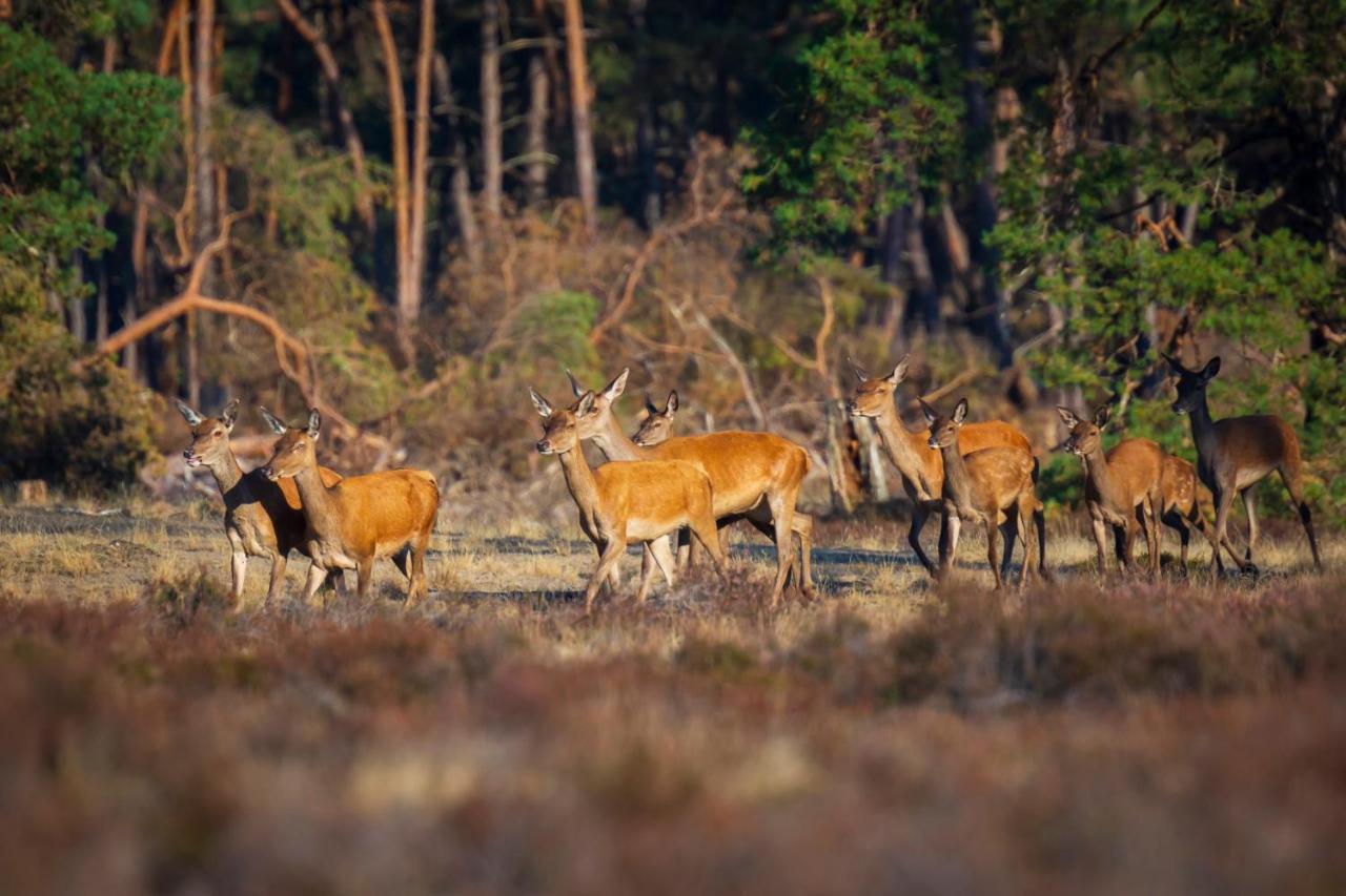 Willa Omheind Chalet Met Prive Hottub. Op De Veluwe Voorthuizen Zewnętrze zdjęcie